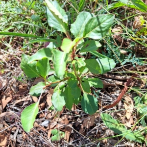 Pyrus calleryana at Mount Majura - 25 Mar 2024 11:24 AM