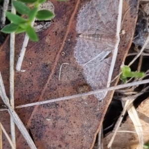 Idaea inversata at QPRC LGA - 24 Mar 2024