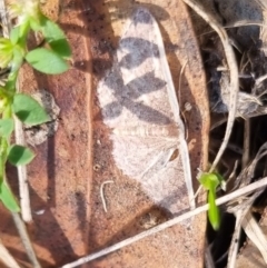 Idaea inversata at QPRC LGA - 24 Mar 2024