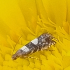 Glyphipterix chrysoplanetis (A Sedge Moth) at Bungendore, NSW - 24 Mar 2024 by clarehoneydove