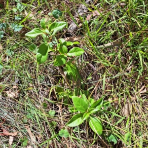 Viburnum tinus at Mount Majura - 25 Mar 2024