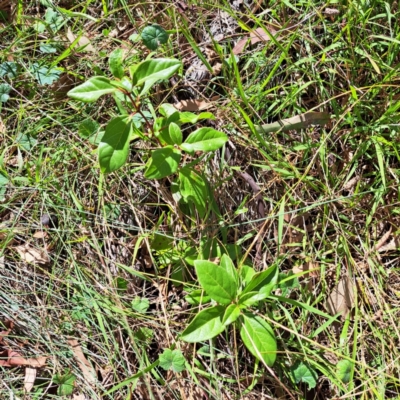 Viburnum tinus (Laurustinus) at Mount Majura - 25 Mar 2024 by abread111
