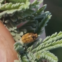 Unidentified Leaf beetle (Chrysomelidae) at QPRC LGA - 25 Mar 2024 by clarehoneydove