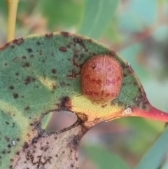 Paropsis obsoleta (Leaf beetle) at QPRC LGA - 25 Mar 2024 by clarehoneydove