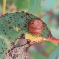 Paropsis obsoleta (Leaf beetle) at Bungendore, NSW - 25 Mar 2024 by clarehoneydove