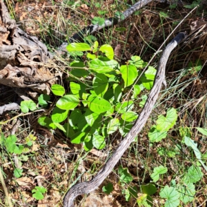 Viburnum tinus at Mount Majura - 25 Mar 2024