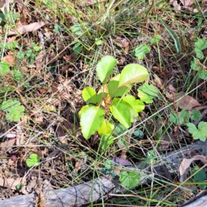 Pyrus calleryana at Mount Majura - 25 Mar 2024