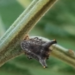 Deroploa parva (A turtle bug) at QPRC LGA - 25 Mar 2024 by clarehoneydove