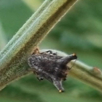 Deroploa parva (A turtle bug) at Bungendore, NSW - 25 Mar 2024 by clarehoneydove