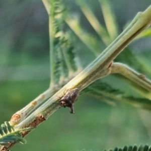 Deroploa parva at QPRC LGA - suppressed