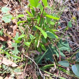 Viburnum tinus at Mount Majura - 25 Mar 2024 11:31 AM