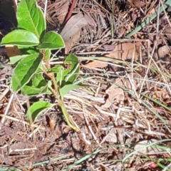 Viburnum tinus at Mount Majura - 25 Mar 2024 11:34 AM