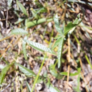 Cullen tenax at Mount Majura - 25 Mar 2024