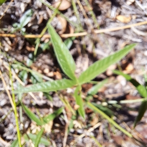 Cullen tenax at Mount Majura - 25 Mar 2024