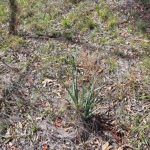 Dianella sp. aff. longifolia (Benambra) at Mount Majura - 25 Mar 2024