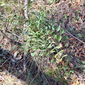 Pistacia chinensis at Mount Majura - 25 Mar 2024