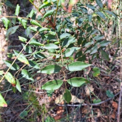 Pistacia chinensis at Mount Majura - 25 Mar 2024