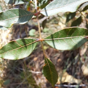 Pistacia chinensis at Mount Majura - 25 Mar 2024