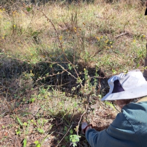 Crataegus monogyna at Mount Majura - 25 Mar 2024