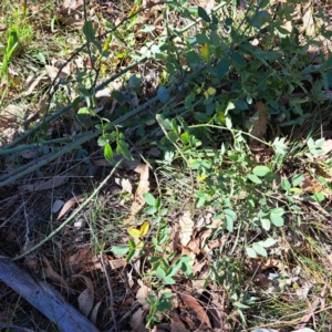 Rosa sp. at Mount Majura - 25 Mar 2024