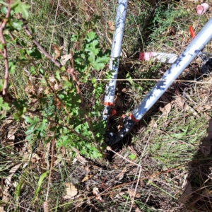 Crataegus monogyna at Mount Majura - 25 Mar 2024 11:55 AM