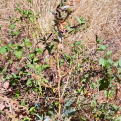 Xanthium spinosum (Bathurst Burr) at Mount Majura - 25 Mar 2024 by abread111