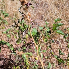 Xanthium spinosum at Mount Majura - 25 Mar 2024 12:08 PM