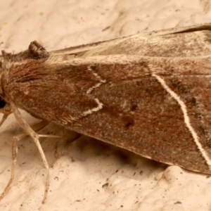 Lophotoma metabula at Ainslie, ACT - 25 Mar 2024 08:46 PM