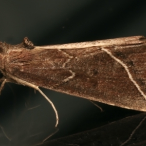 Lophotoma metabula at Ainslie, ACT - 25 Mar 2024