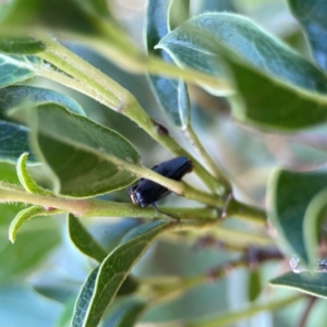 Chauliognathus lugubris at Corroboree Park - 25 Mar 2024