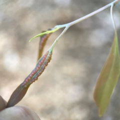 Unverified Eucalyptus Gall at Corroboree Park - 25 Mar 2024 by Hejor1