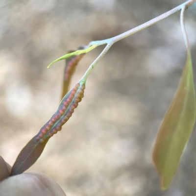 Unverified Eucalyptus Gall at Corroboree Park - 25 Mar 2024 by Hejor1
