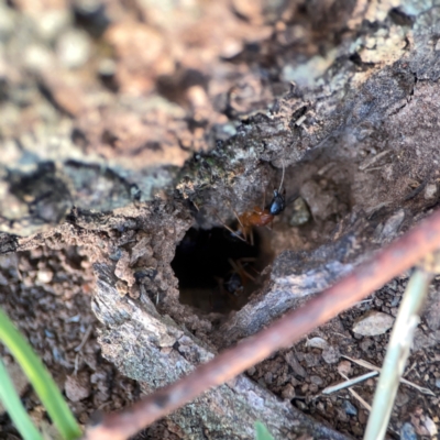 Camponotus consobrinus (Banded sugar ant) at Ainslie, ACT - 25 Mar 2024 by Hejor1