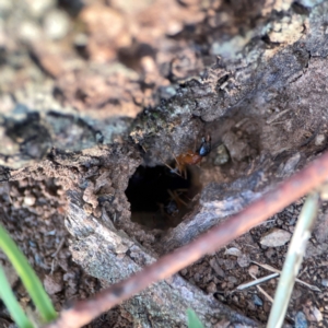 Camponotus consobrinus at Corroboree Park - 25 Mar 2024