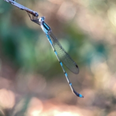 Austrolestes leda (Wandering Ringtail) at Corroboree Park - 25 Mar 2024 by Hejor1