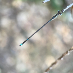 Austrolestes leda at Corroboree Park - 25 Mar 2024