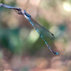 Austrolestes leda at Corroboree Park - 25 Mar 2024