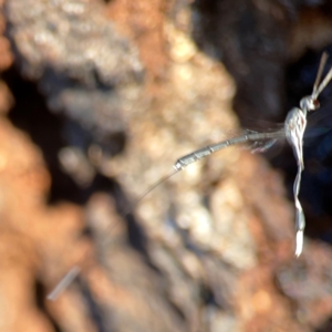 Gasteruption sp. (genus) at Corroboree Park - 25 Mar 2024