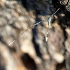 Gasteruption sp. (genus) at Corroboree Park - 25 Mar 2024