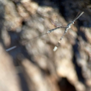 Gasteruption sp. (genus) at Corroboree Park - 25 Mar 2024