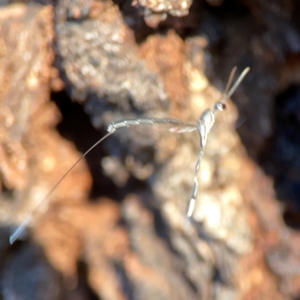 Gasteruption sp. (genus) at Corroboree Park - 25 Mar 2024