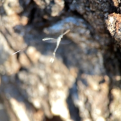 Gasteruption sp. (genus) at Corroboree Park - 25 Mar 2024