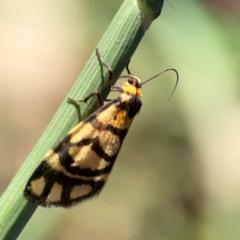 Asura lydia at Corroboree Park - 25 Mar 2024