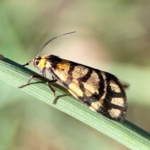 Asura lydia at Corroboree Park - 25 Mar 2024