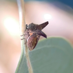 Ceraon vitta (Treehopper) at Corroboree Park - 25 Mar 2024 by Hejor1