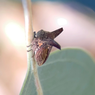 Ceraon vitta (Treehopper) at Corroboree Park - 25 Mar 2024 by Hejor1