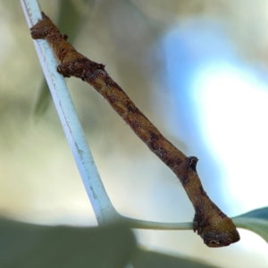 Scioglyptis lyciaria at Corroboree Park - 25 Mar 2024