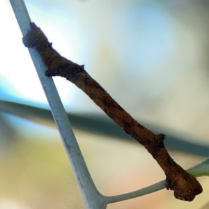 Scioglyptis lyciaria at Corroboree Park - 25 Mar 2024