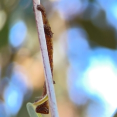 Scioglyptis lyciaria at Corroboree Park - 25 Mar 2024 05:31 PM