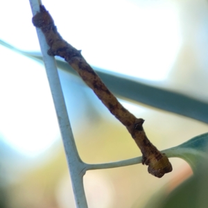 Scioglyptis lyciaria at Corroboree Park - 25 Mar 2024 05:31 PM